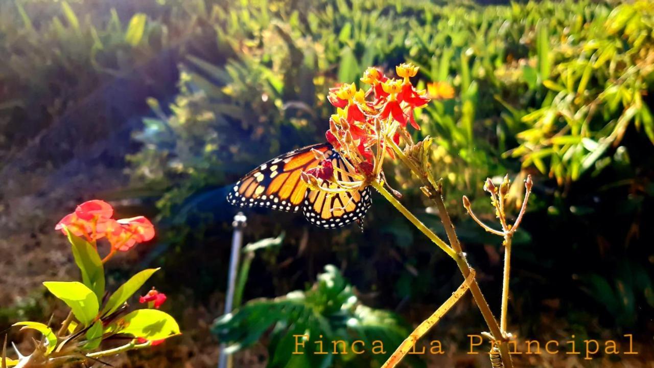 Finca La Principal Breña Alta エクステリア 写真