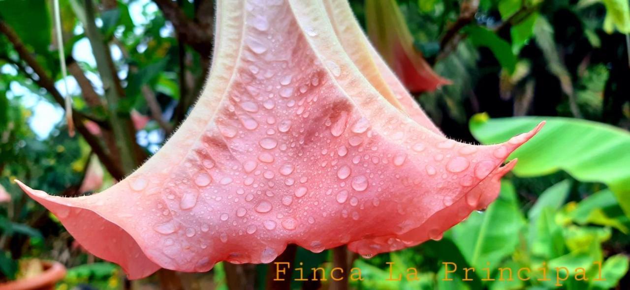 Finca La Principal Breña Alta エクステリア 写真