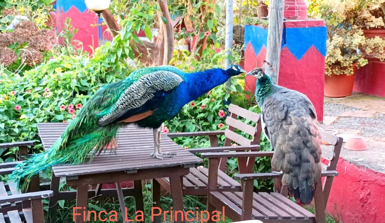Finca La Principal Breña Alta エクステリア 写真