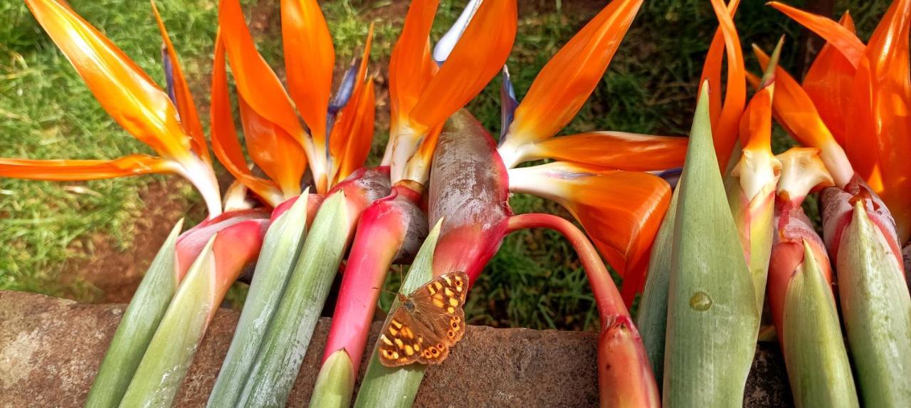 Finca La Principal Breña Alta エクステリア 写真