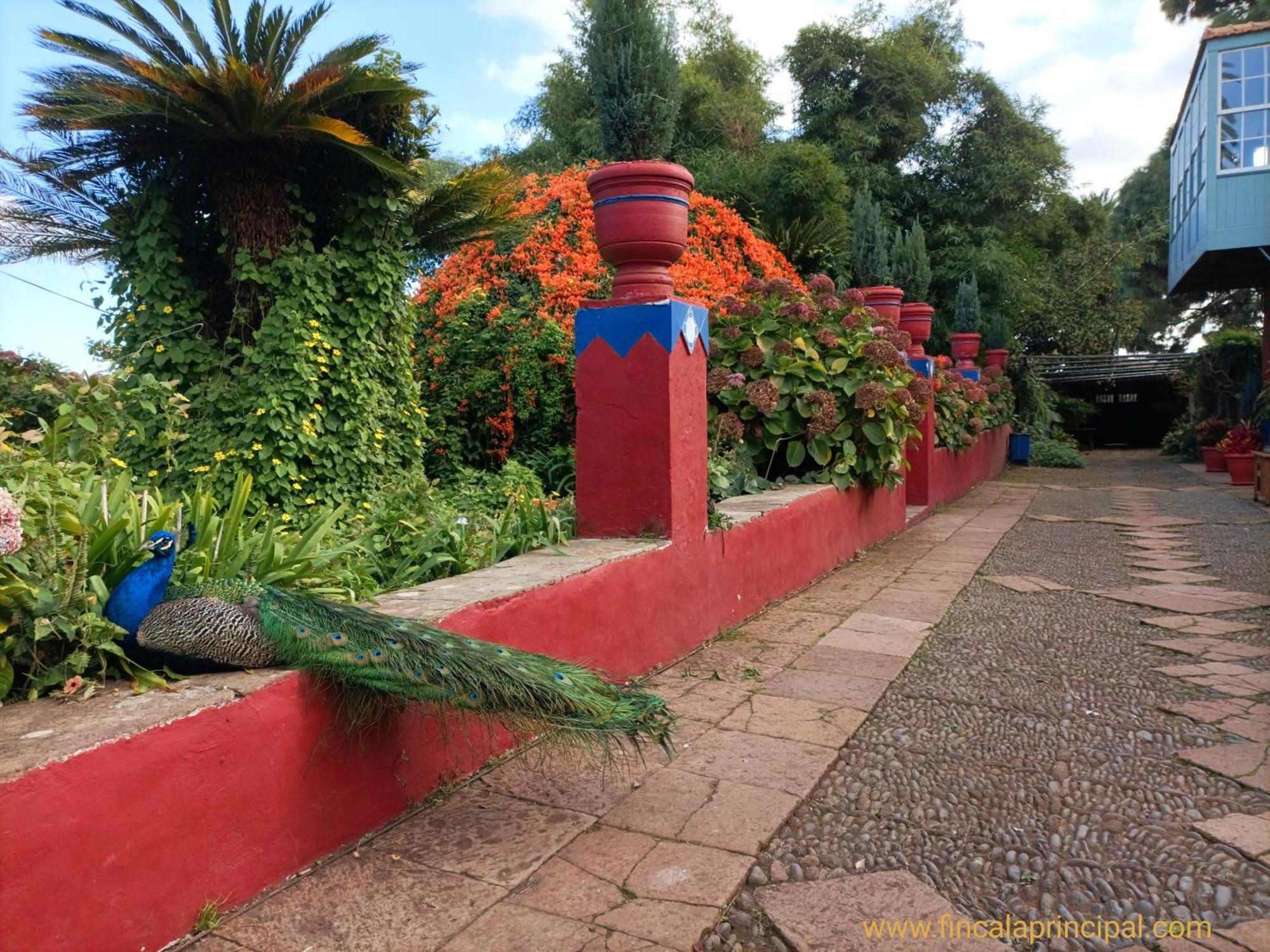 Finca La Principal Breña Alta エクステリア 写真