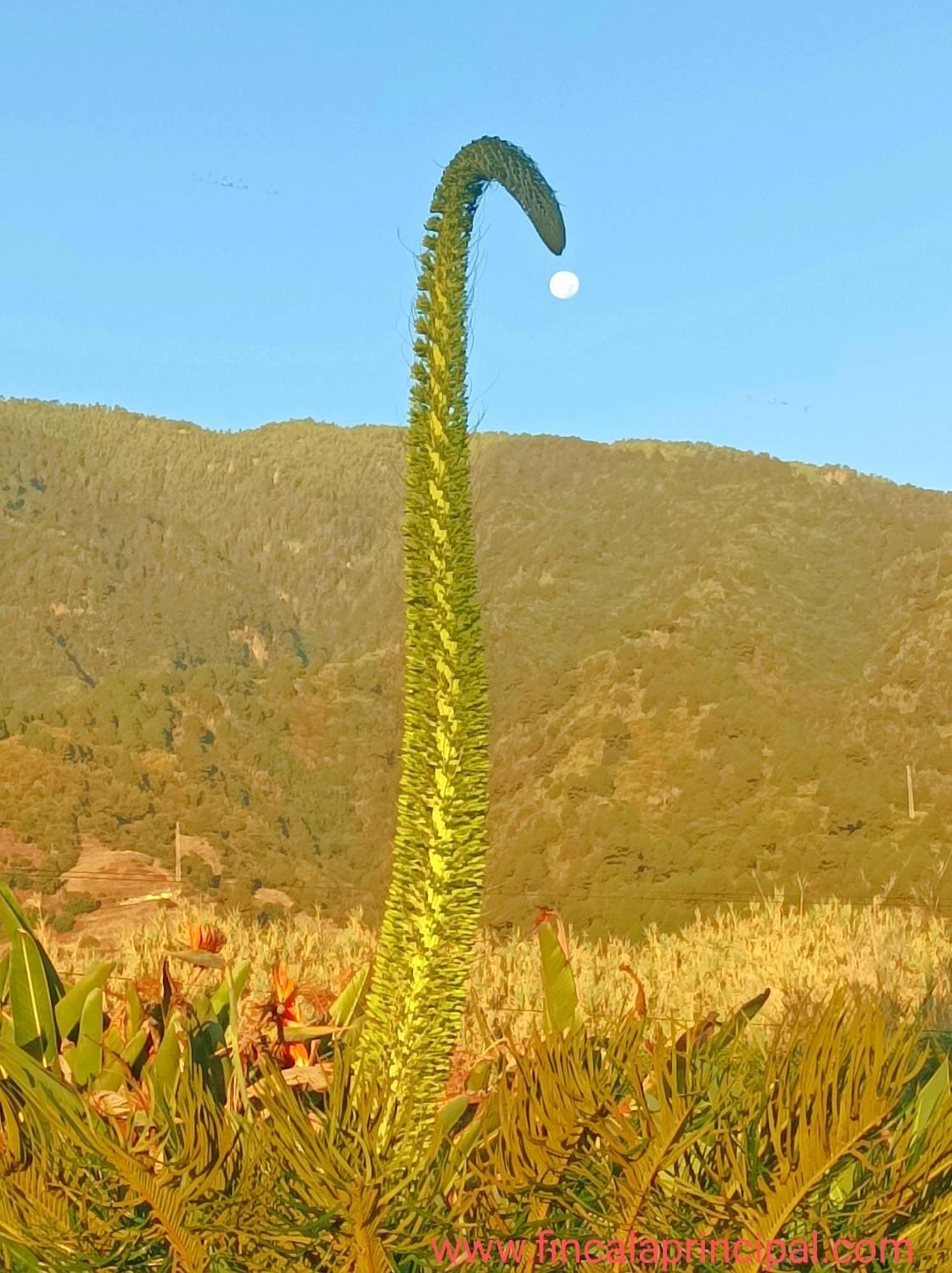 Finca La Principal Breña Alta エクステリア 写真