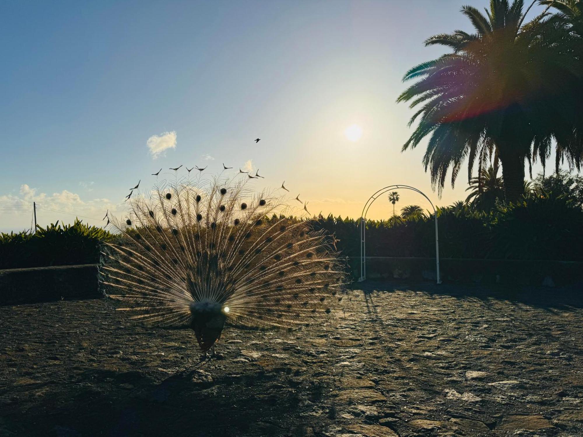 Finca La Principal Breña Alta エクステリア 写真