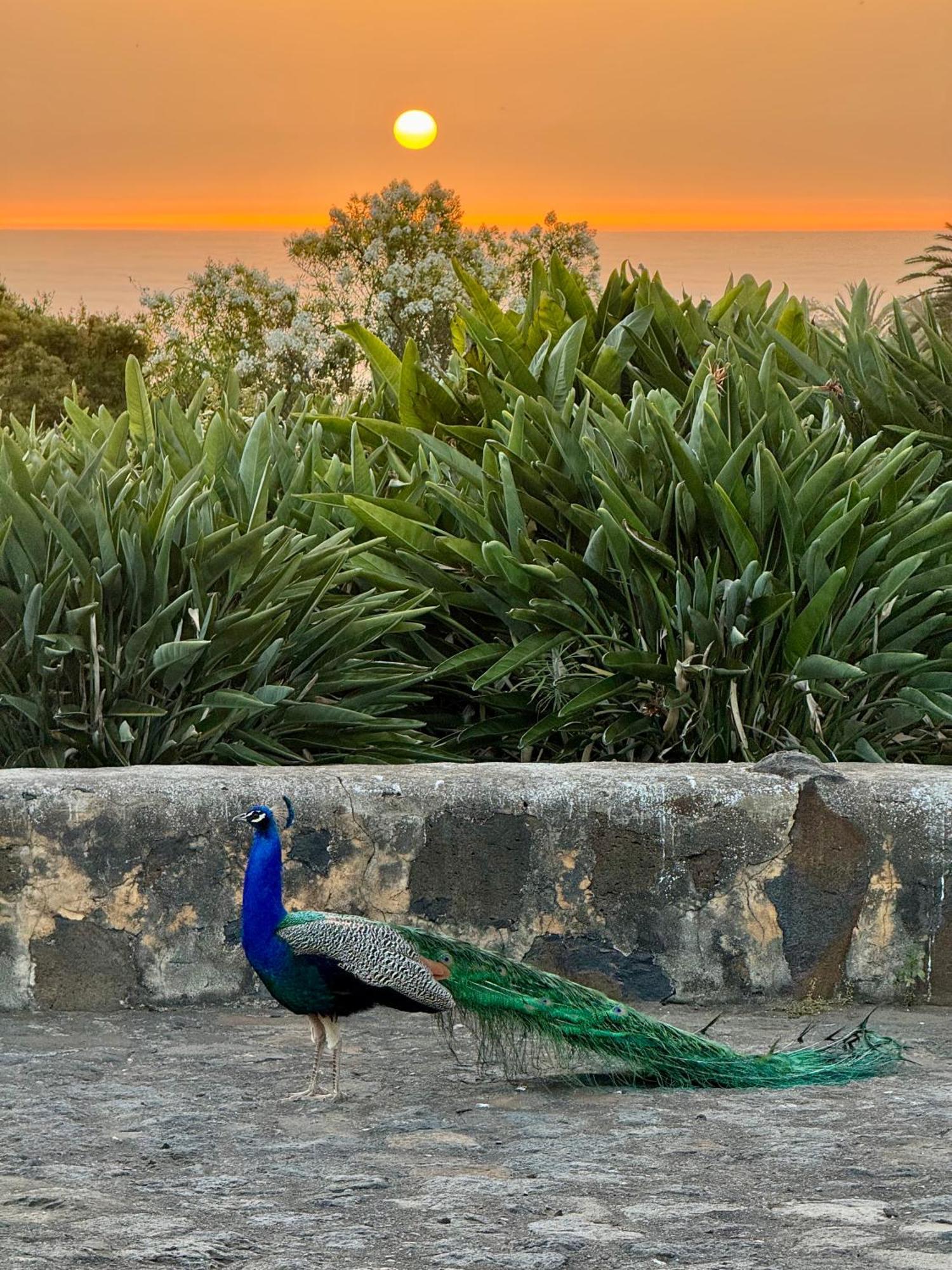 Finca La Principal Breña Alta エクステリア 写真
